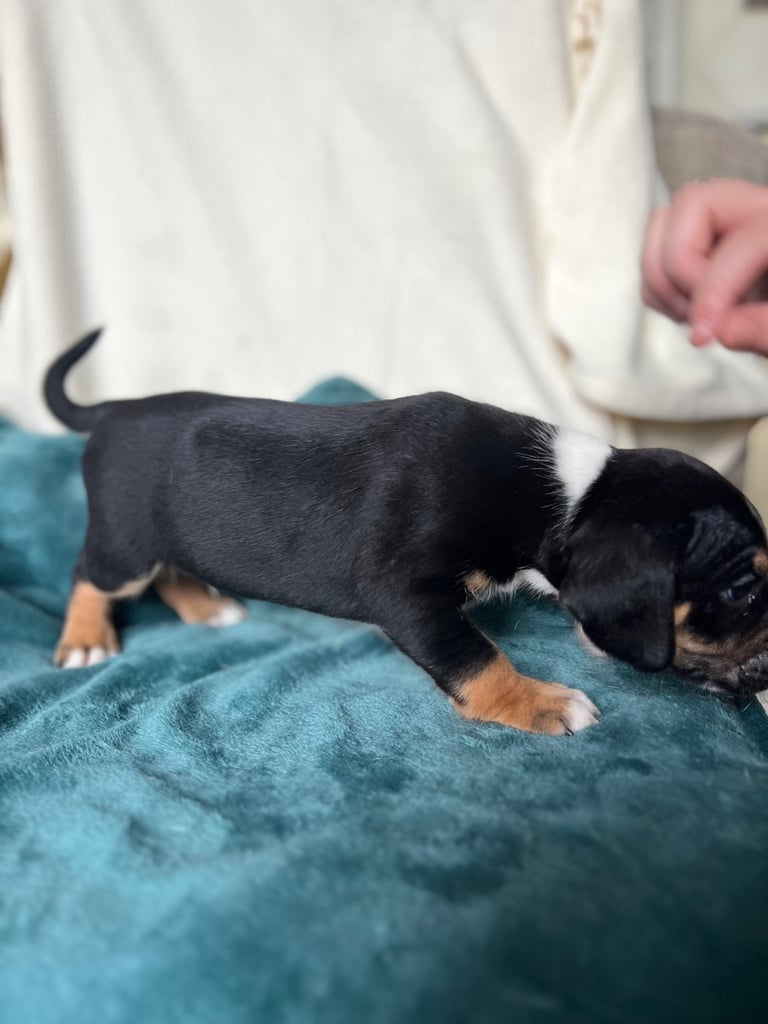 Old tyme english bulldog x Sproodle Puppy - Boy