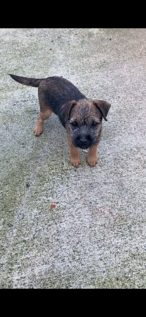 Border terrier 
