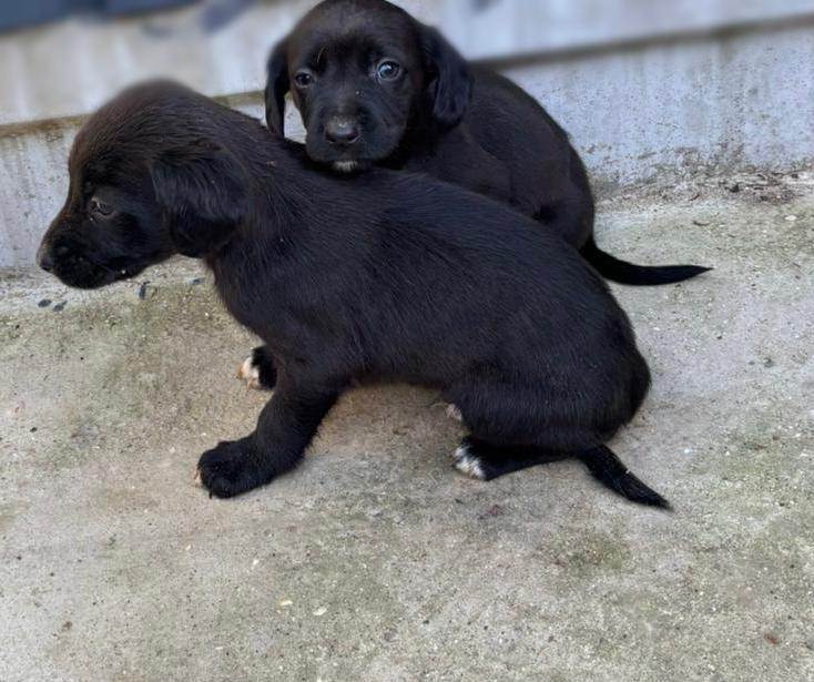 Cocker Spaniel Puppies 