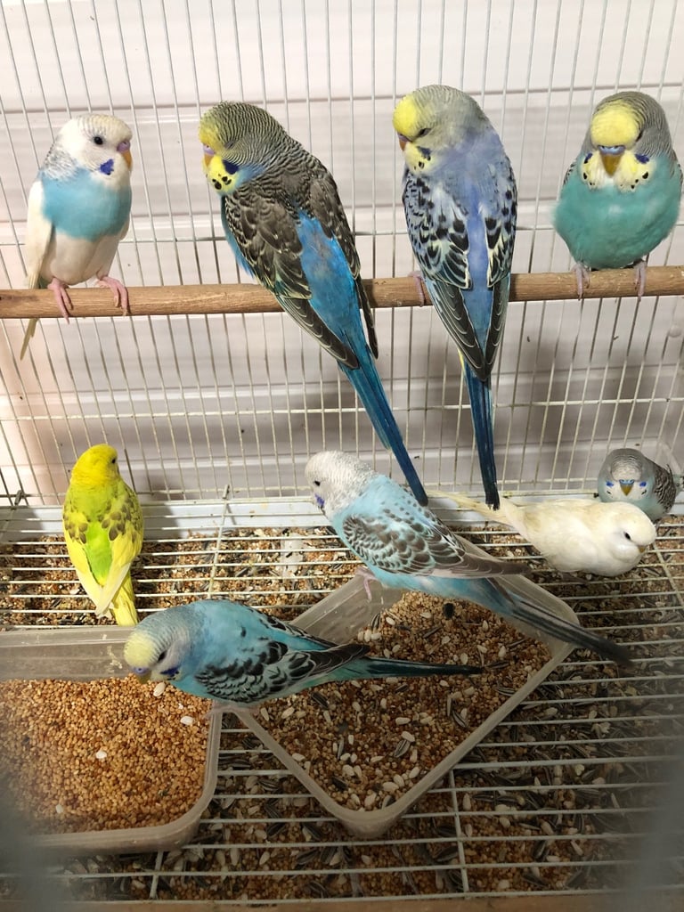 Beautiful colour’s Baby Budgies and other birds 