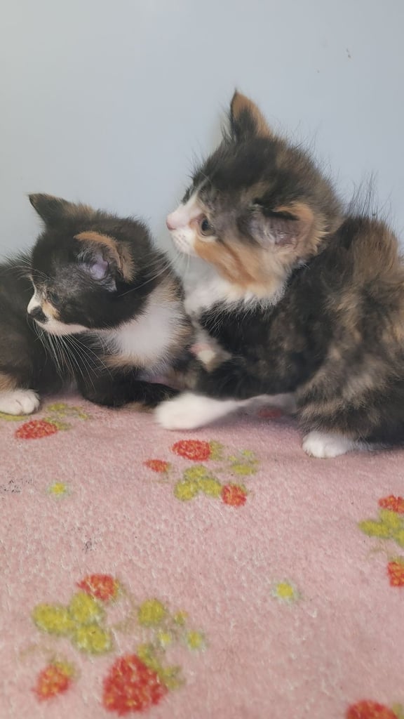 Calico Kittens looking for a forever home 