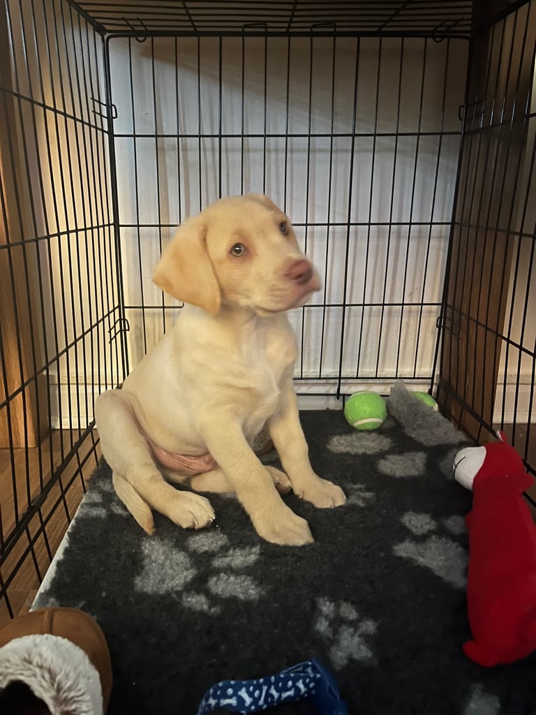 Male Lab pup for sale 