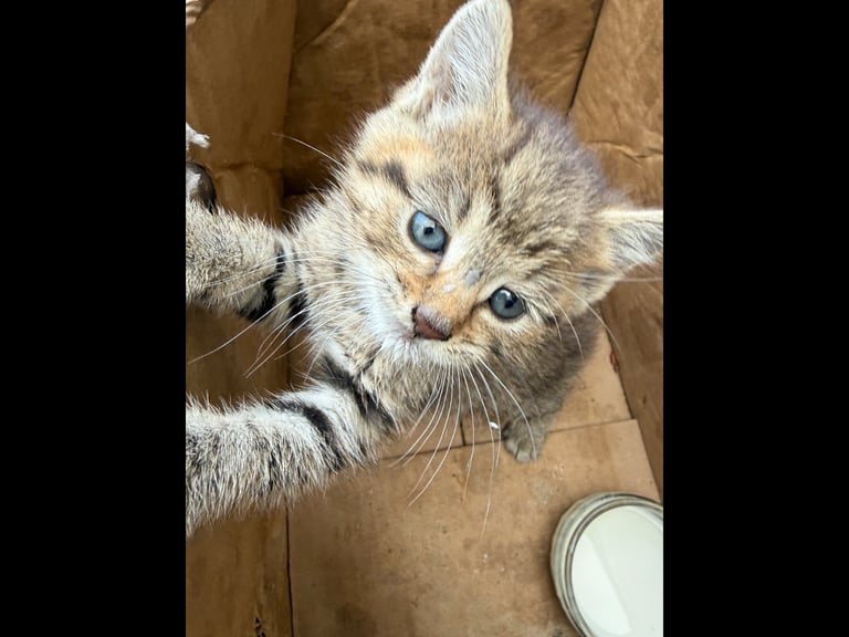🐾 Ragdoll  Kittens Looking for Homes 🐾