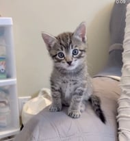 Cute Tabby Kittens