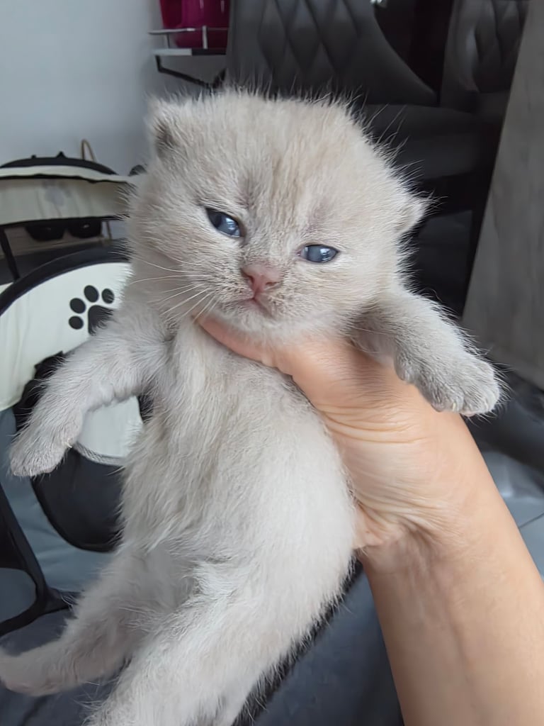image for Brown and Lilac British Shorthair kittens