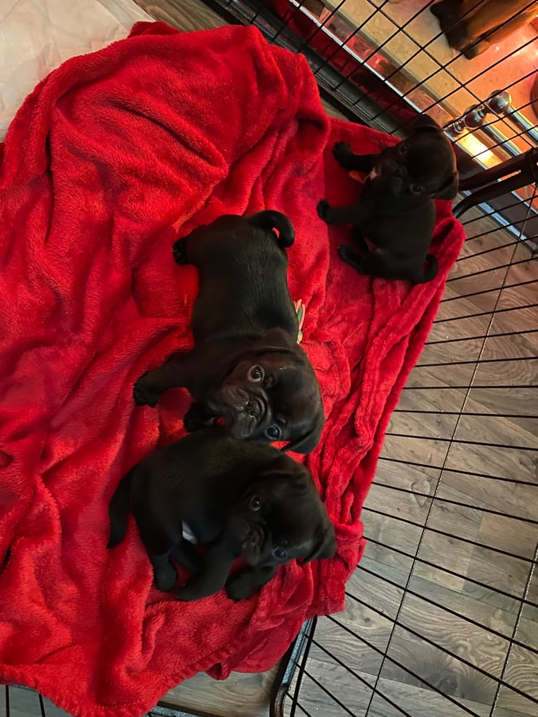 Last Boy pug 