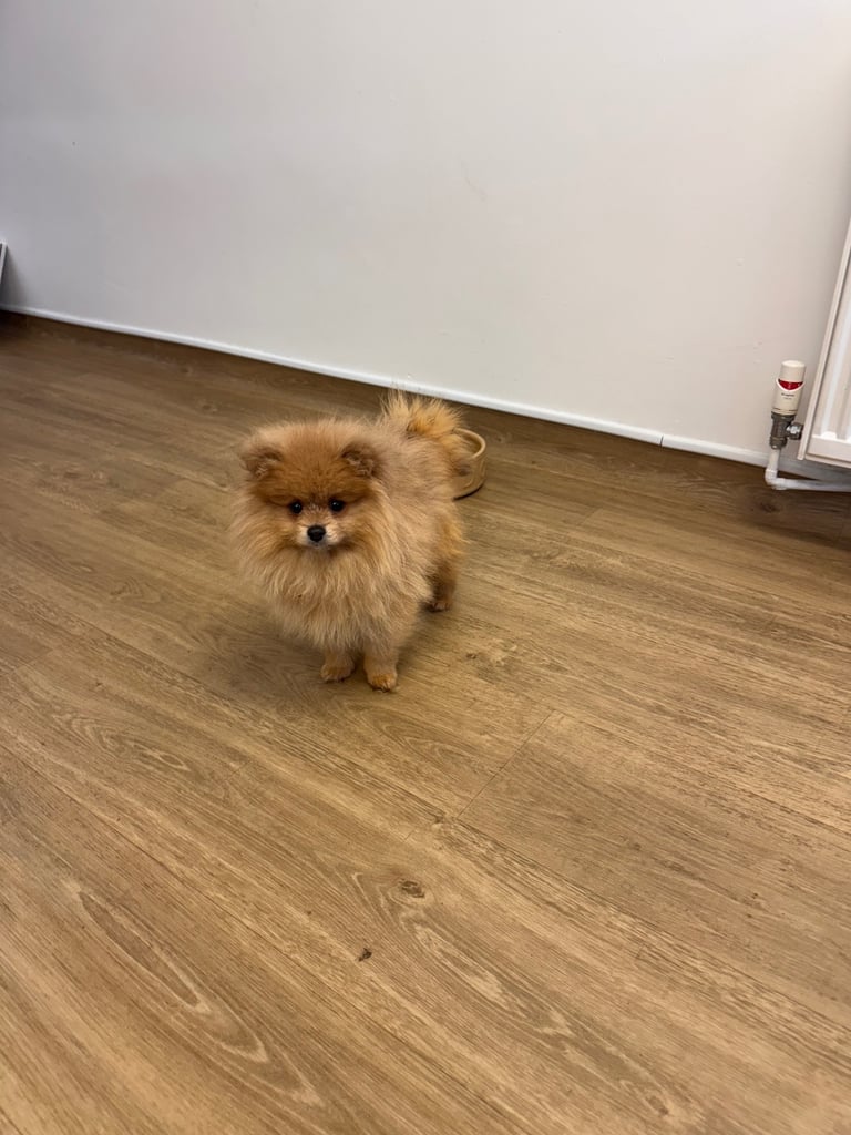 Small teddy Pomeranian puppy boy (brown) 