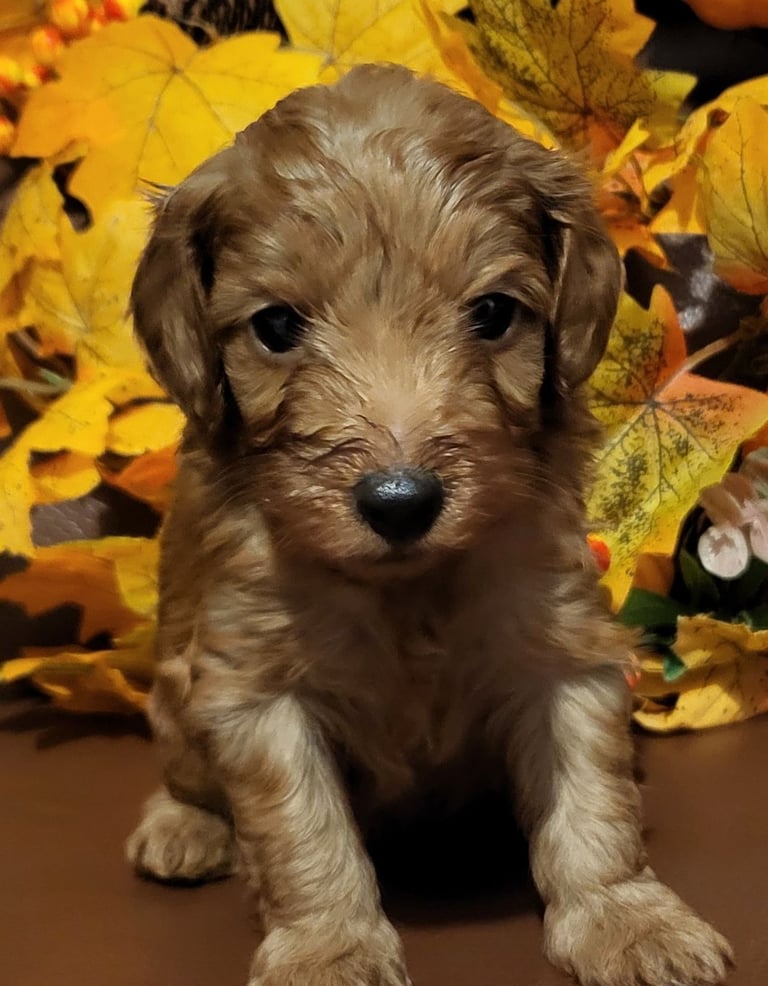 Golden and Red F1b cockapoo pups 