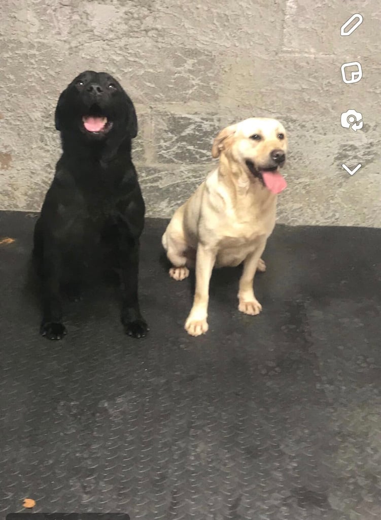 Just 3 females cracking pups left 