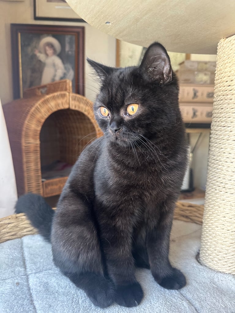 Pure Pedigree British Shorthair GCCF registered kittens