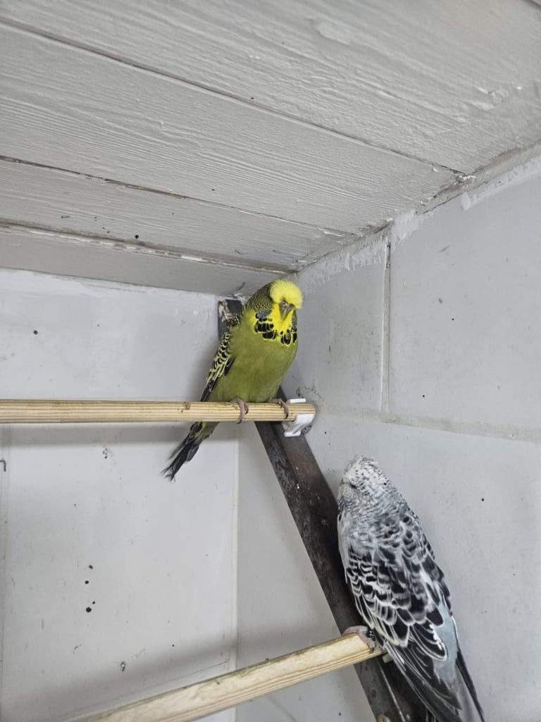 Exhibition budgies