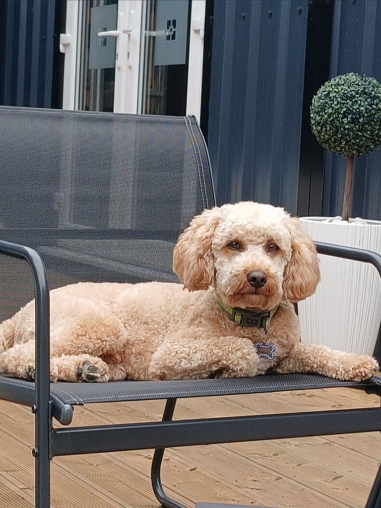 Cavapoo 2 year old