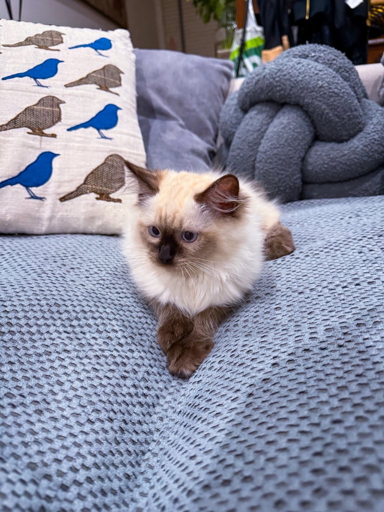 Beautiful Ragdoll Kitten - Last Boy Available (£700)