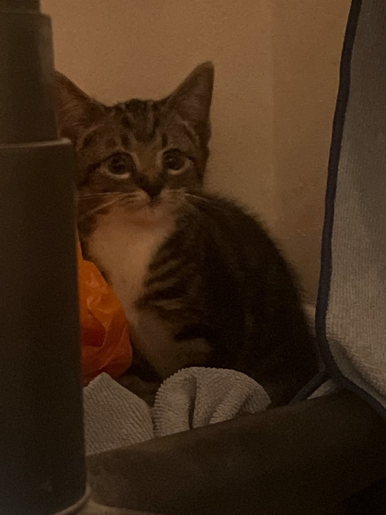Tabby kittens 
