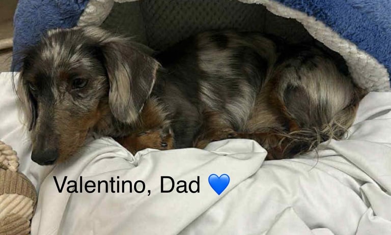 Long Haired Dachshund Puppies READY NOW!