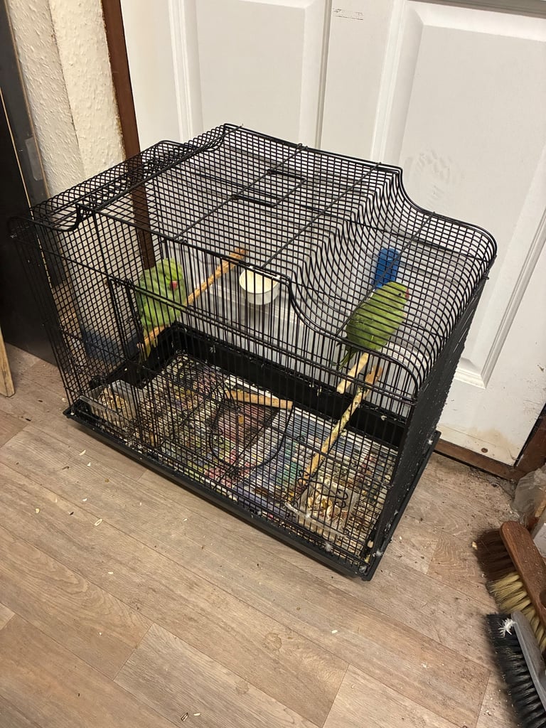 Parrot cage