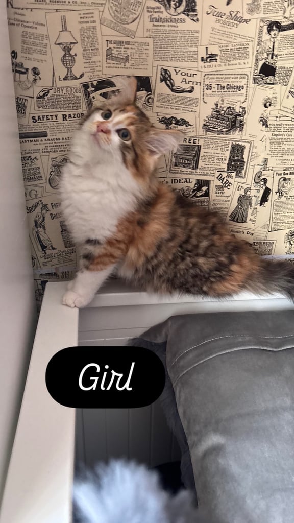 Kittens for sale
