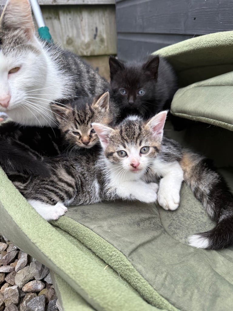 Beautiful kittens for sale 