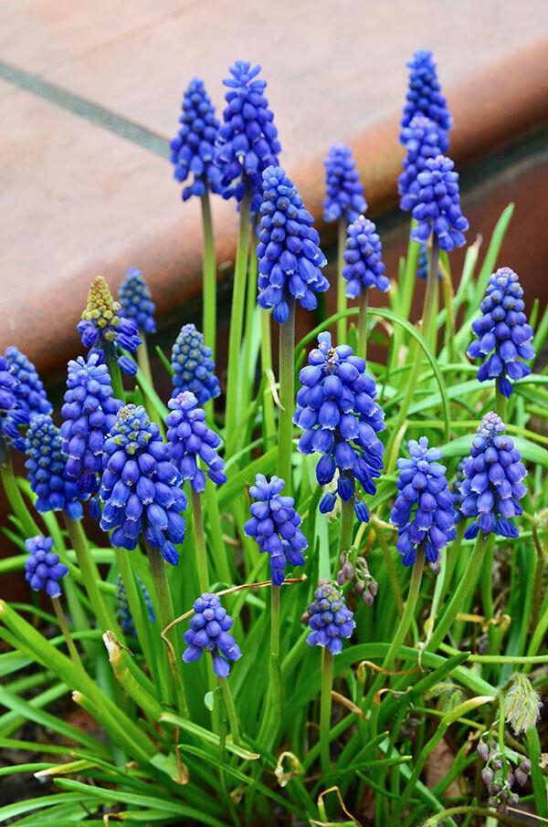 Small pots of Muscari Armeniacum / Grape Hyacinth