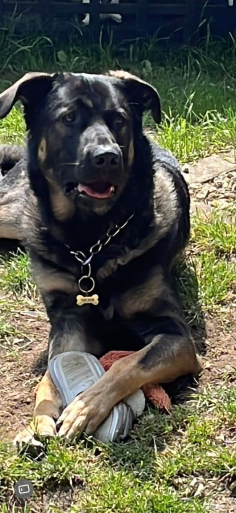 German shepherd x Caucasian 