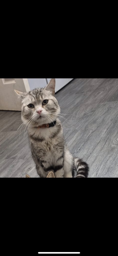 chunky male grey tabby