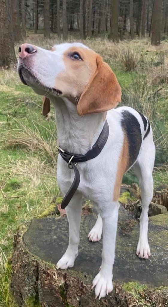 image for Female Beagle Cross 