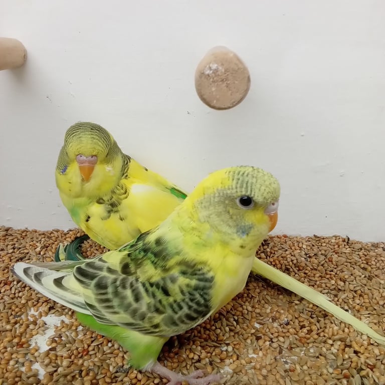 Nice young budgies for sale 