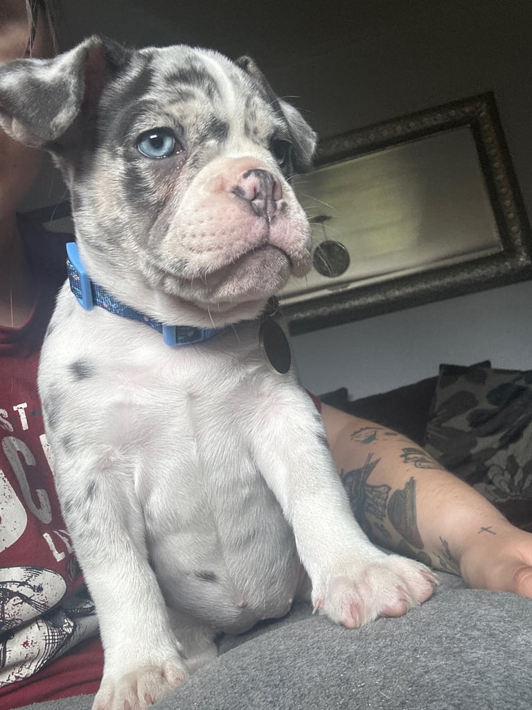 French Bulldog x Pocket Bully