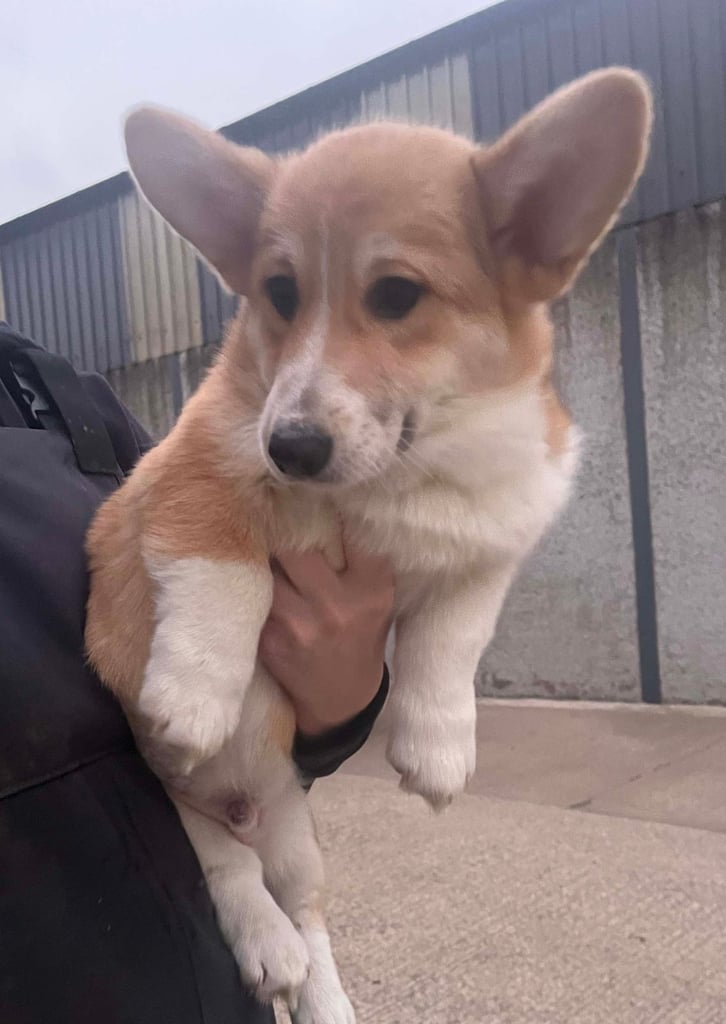 Pedigree Welsh Pembroke Corgi Pups For Sale