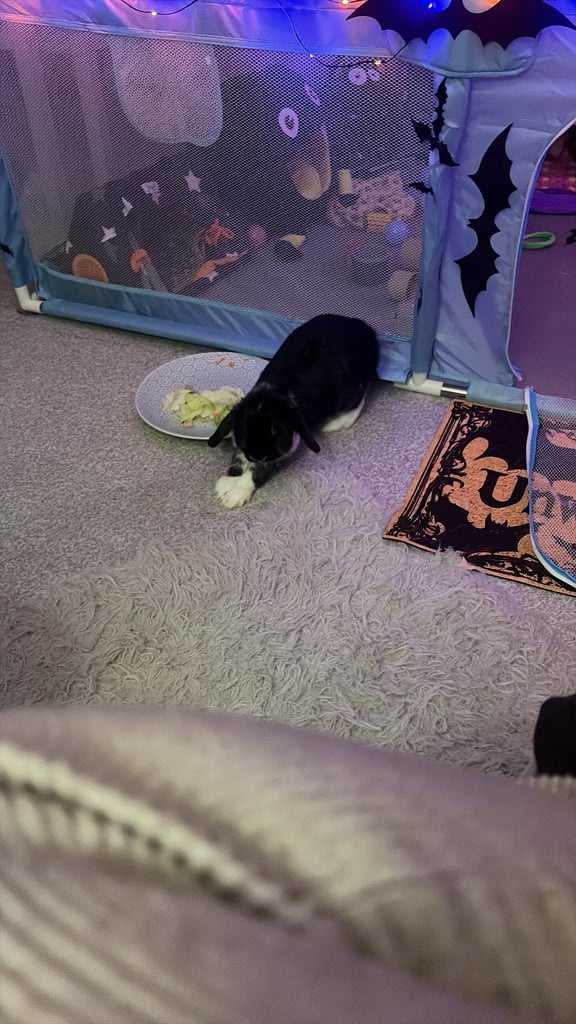 Beautiful Black & White Rabbit 