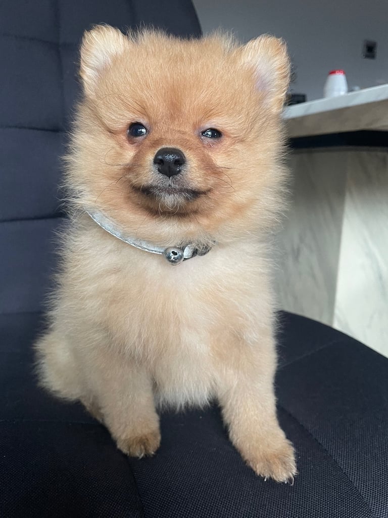 Beautiful Pomeranian puppies ready to go 