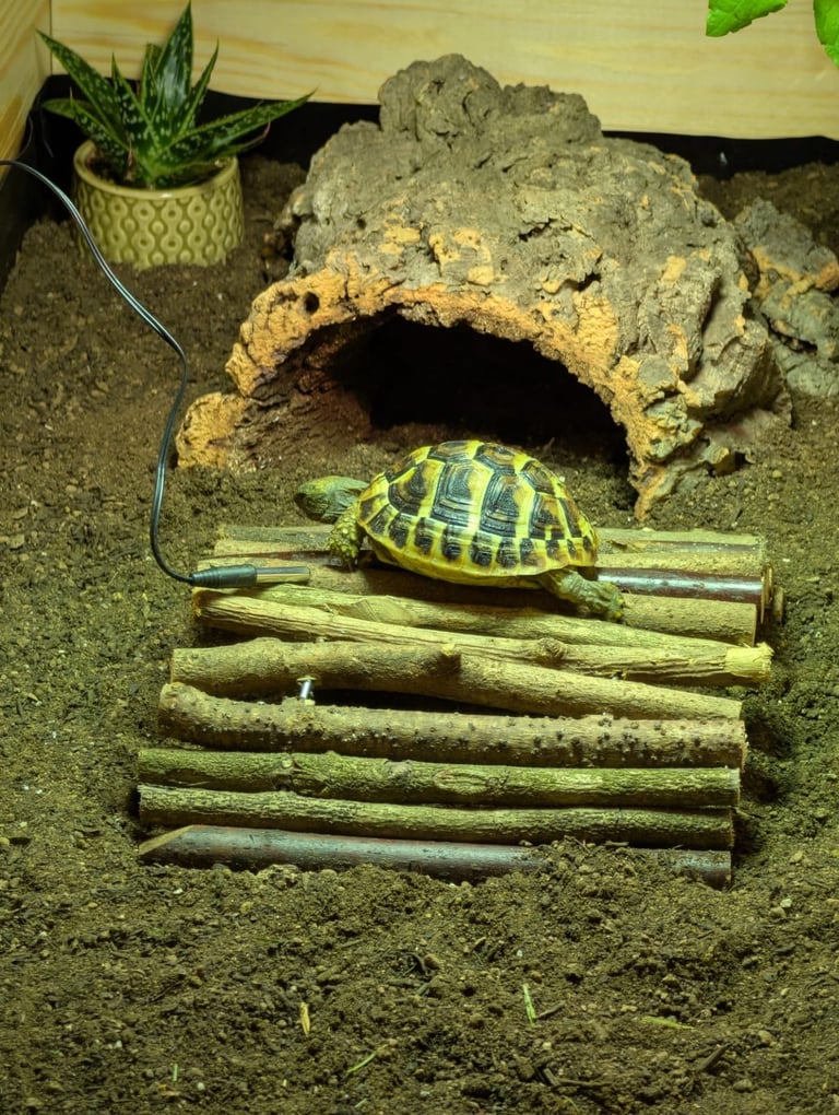 Herman tortoise & enclosure