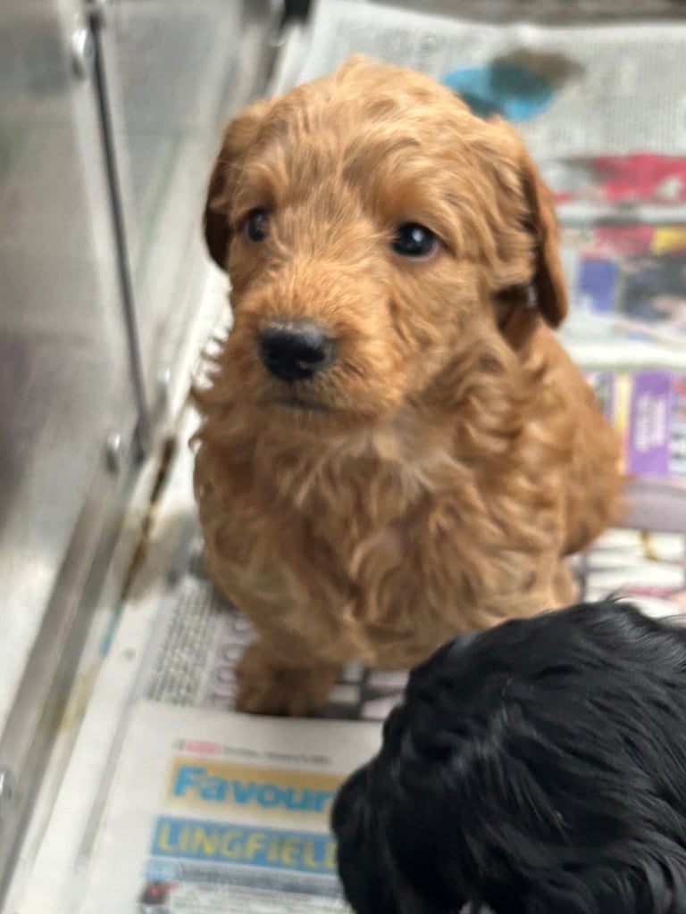 F1b miniature labradoodle 