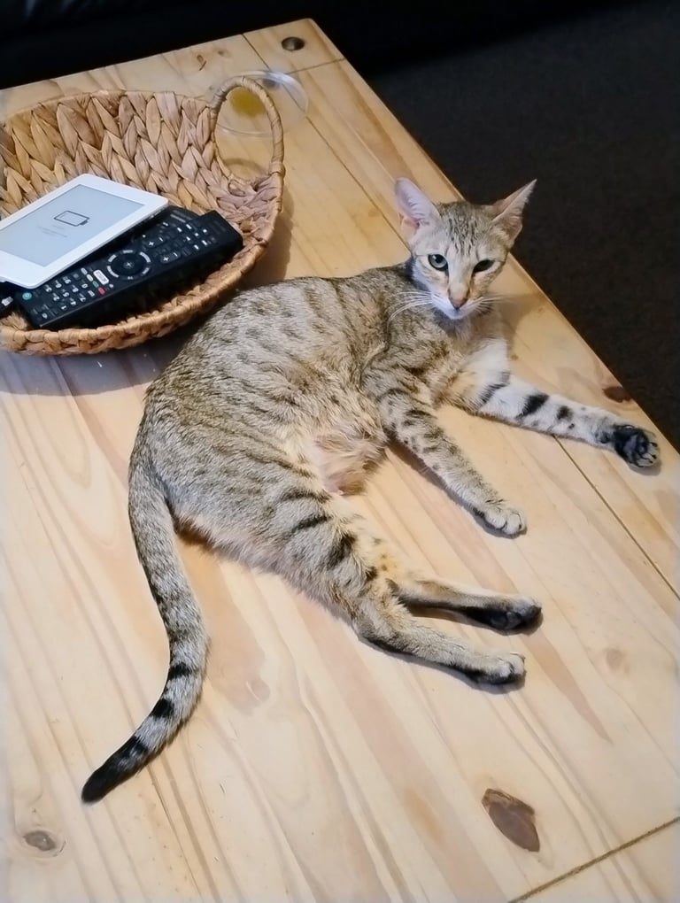 Bengal cross kitten.