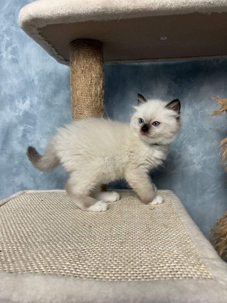 Ready Beautiful Ragdoll Kittens Blue Mitted and Chocolate Mitted