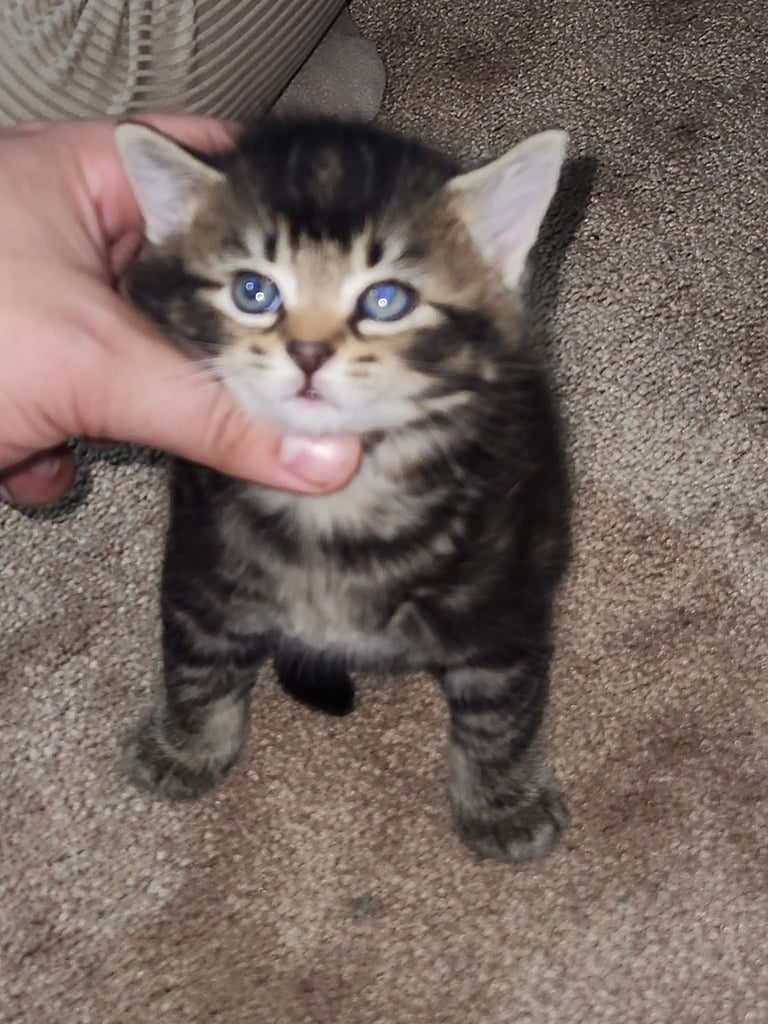 Gorgeous British Kittens For Sale 