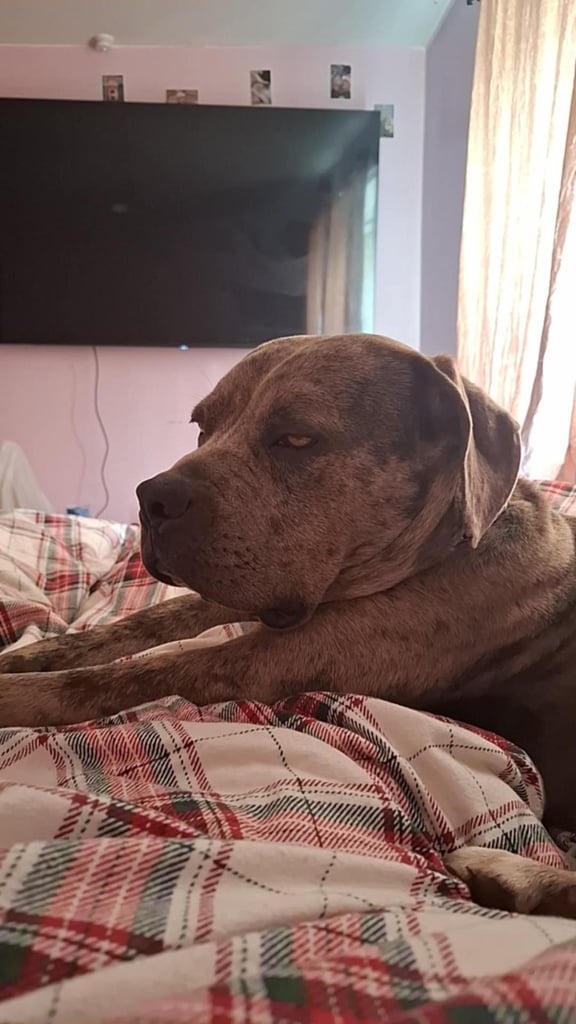 Needing a really good home 