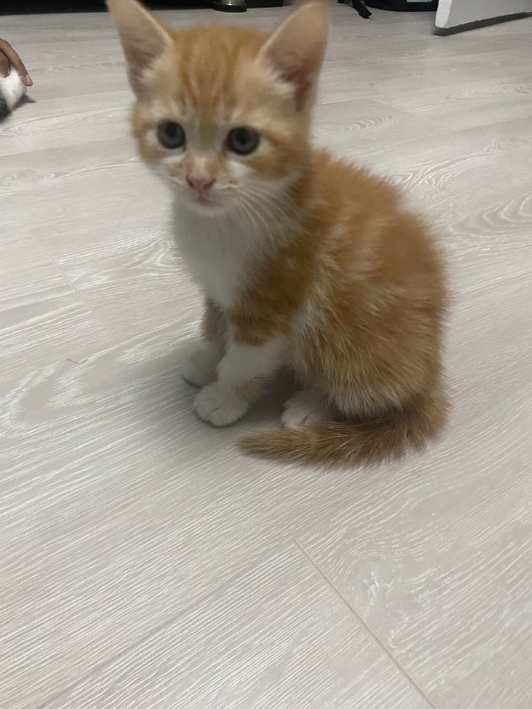 Cute white and ginger kitten