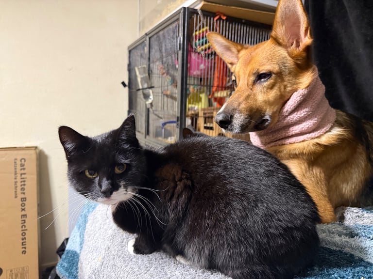 Lovely young cats looking for forever family 