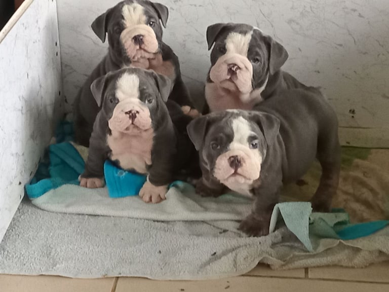 English bulldog puppies 
