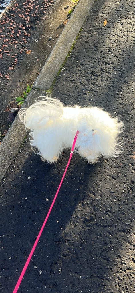 Kira beautiful Minitoy Maltese 