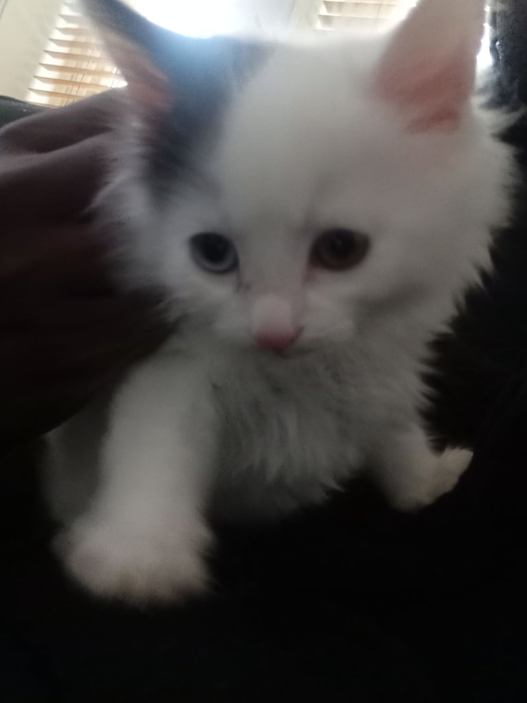 image for 2 adorable loving 2 Month old kittens