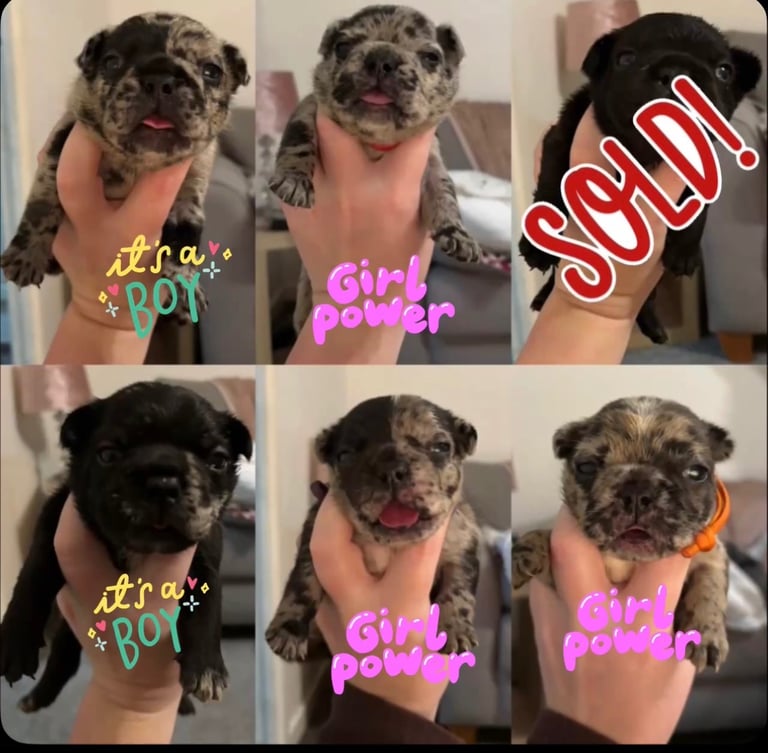 French bulldog puppies 