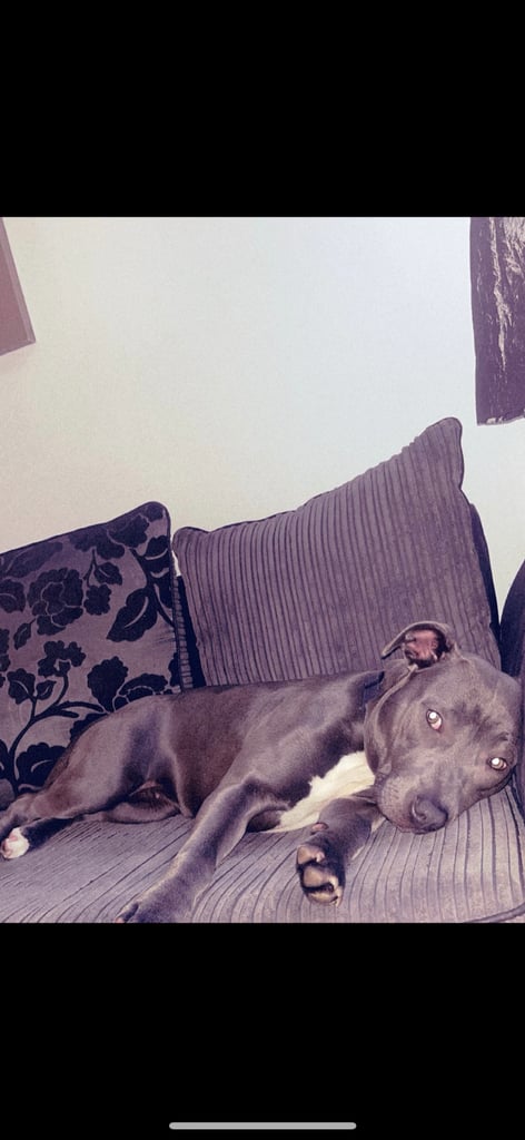 Blue staffy girl 1 year old 