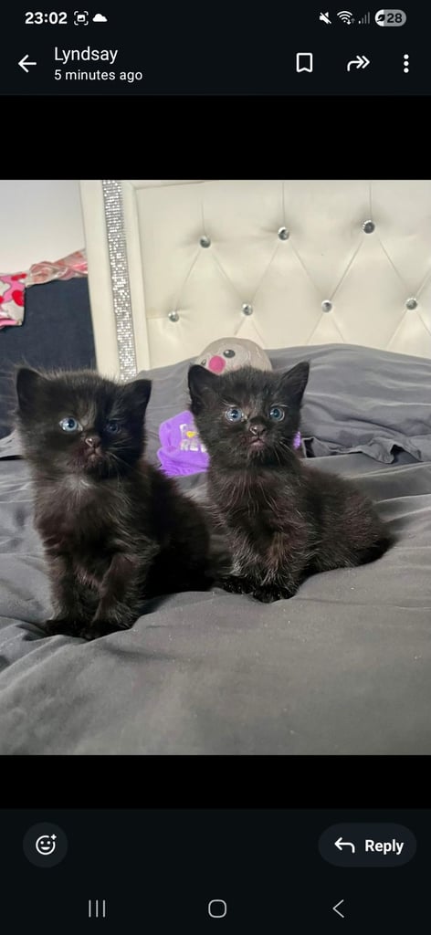 Maine coon x kittens