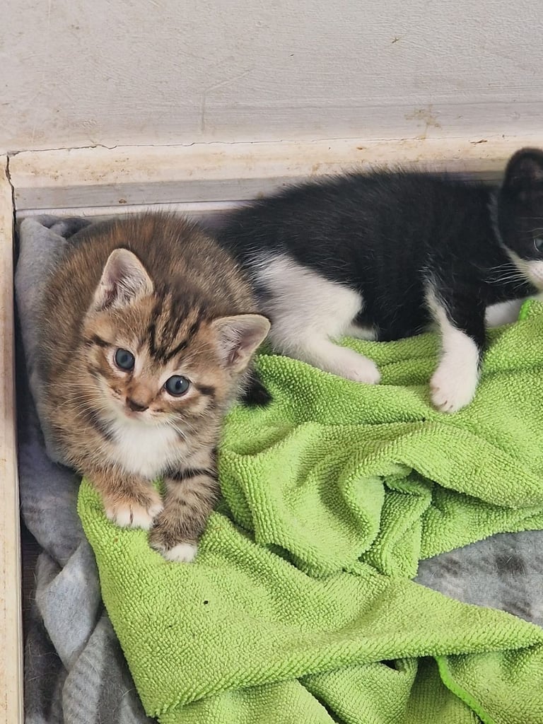 4 Beautiful Fluffy Kittens 