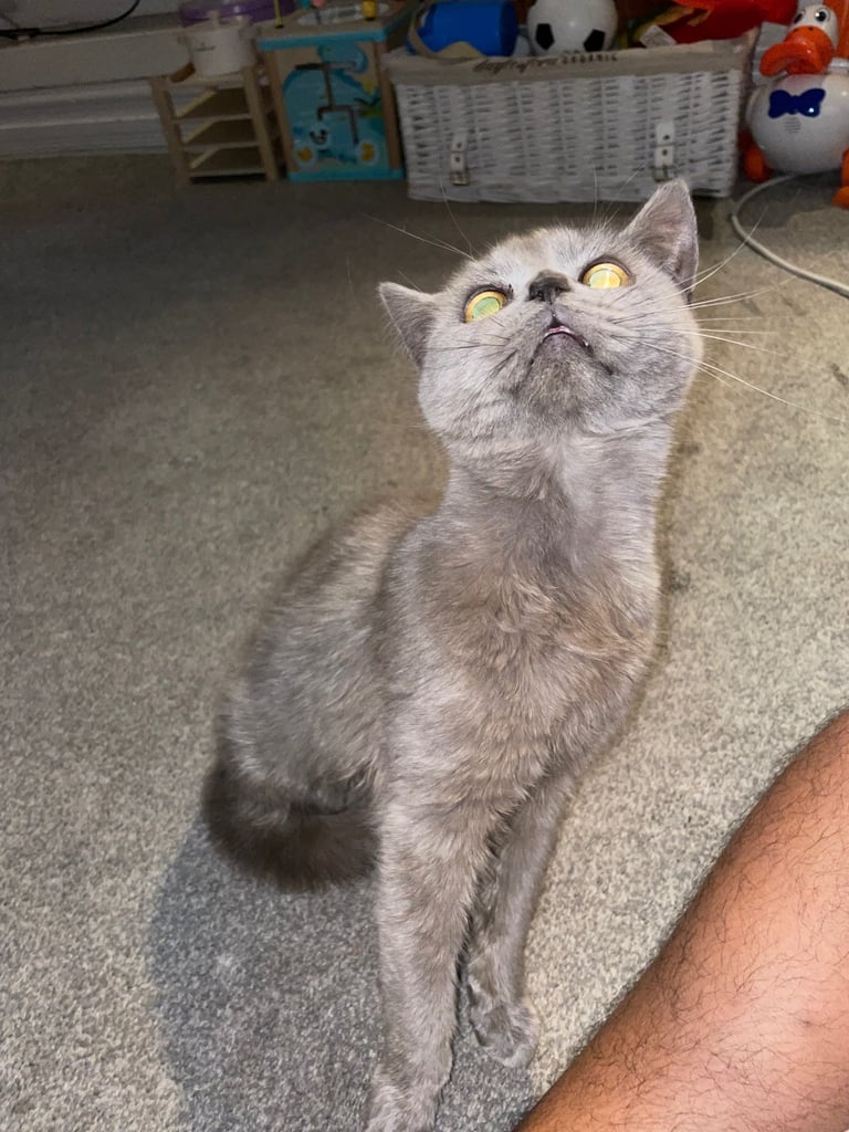 image for BSH MALE FULL BREED 