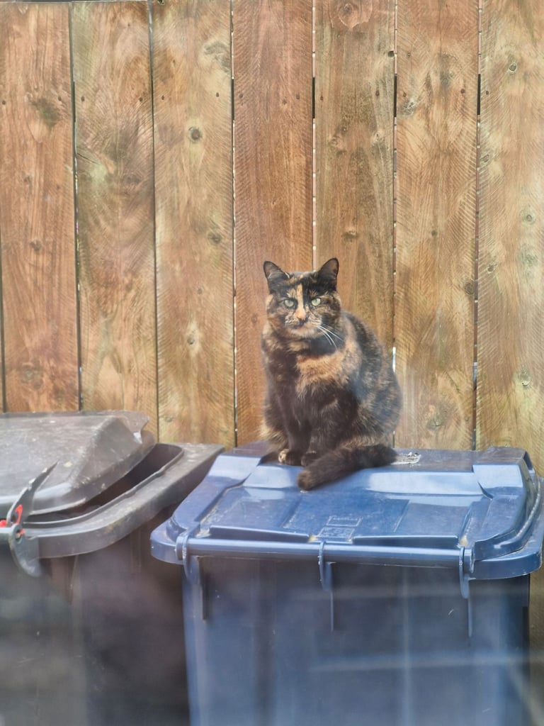 BEAUTIFUL TORTY SAGE 