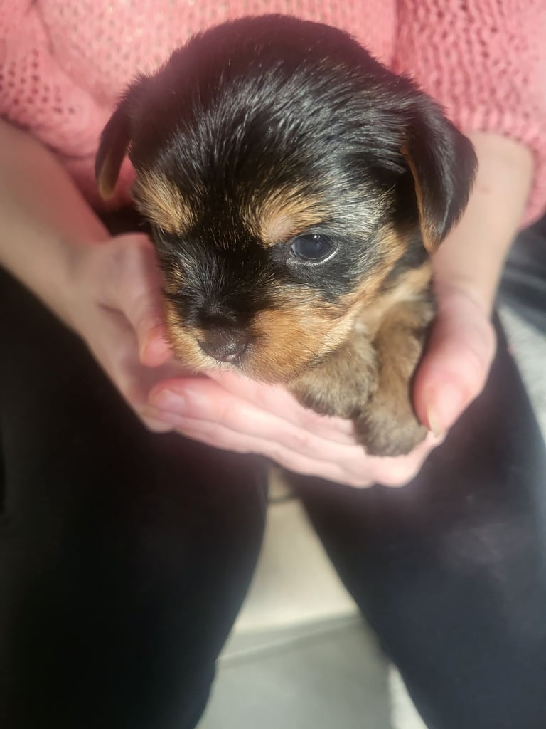 5 boy Yorkshire terrier puppies 4 weeks old