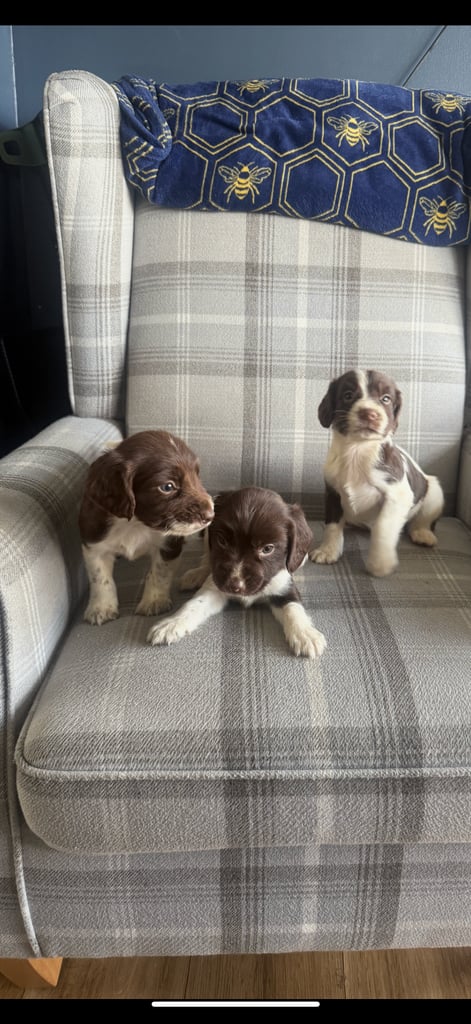 English springer spaniel puppies 